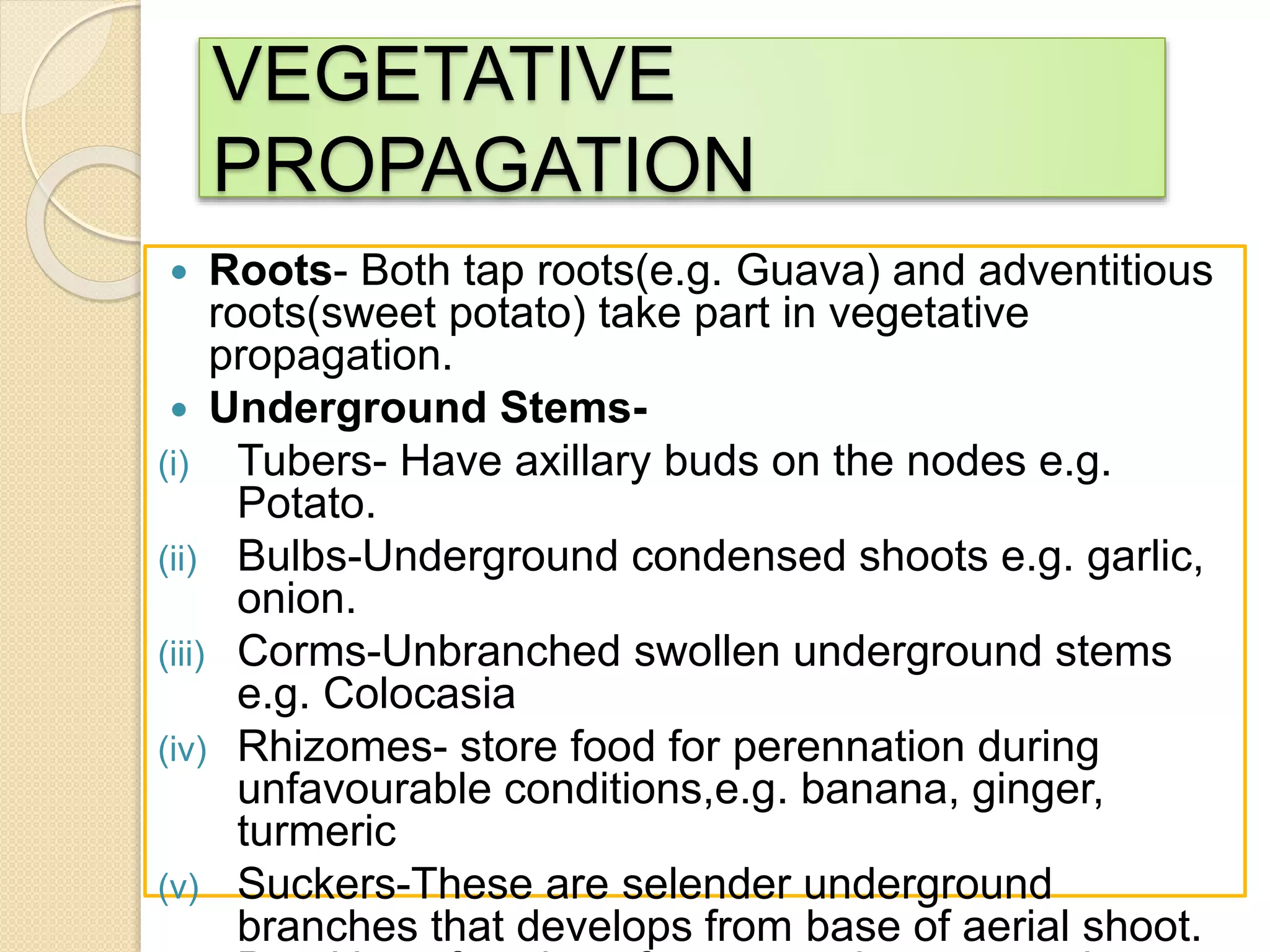 VEGETATIVE
PROPAGATION
 Roots- Both tap roots(e.g. Guava) and adventitious
roots(sweet potato) take part in vegetative
propagation.
 Underground Stems-
(i) Tubers- Have axillary buds on the nodes e.g.
Potato.
(ii) Bulbs-Underground condensed shoots e.g. garlic,
onion.
(iii) Corms-Unbranched swollen underground stems
e.g. Colocasia
(iv) Rhizomes- store food for perennation during
unfavourable conditions,e.g. banana, ginger,
turmeric
(v) Suckers-These are selender underground
branches that develops from base of aerial shoot.
 