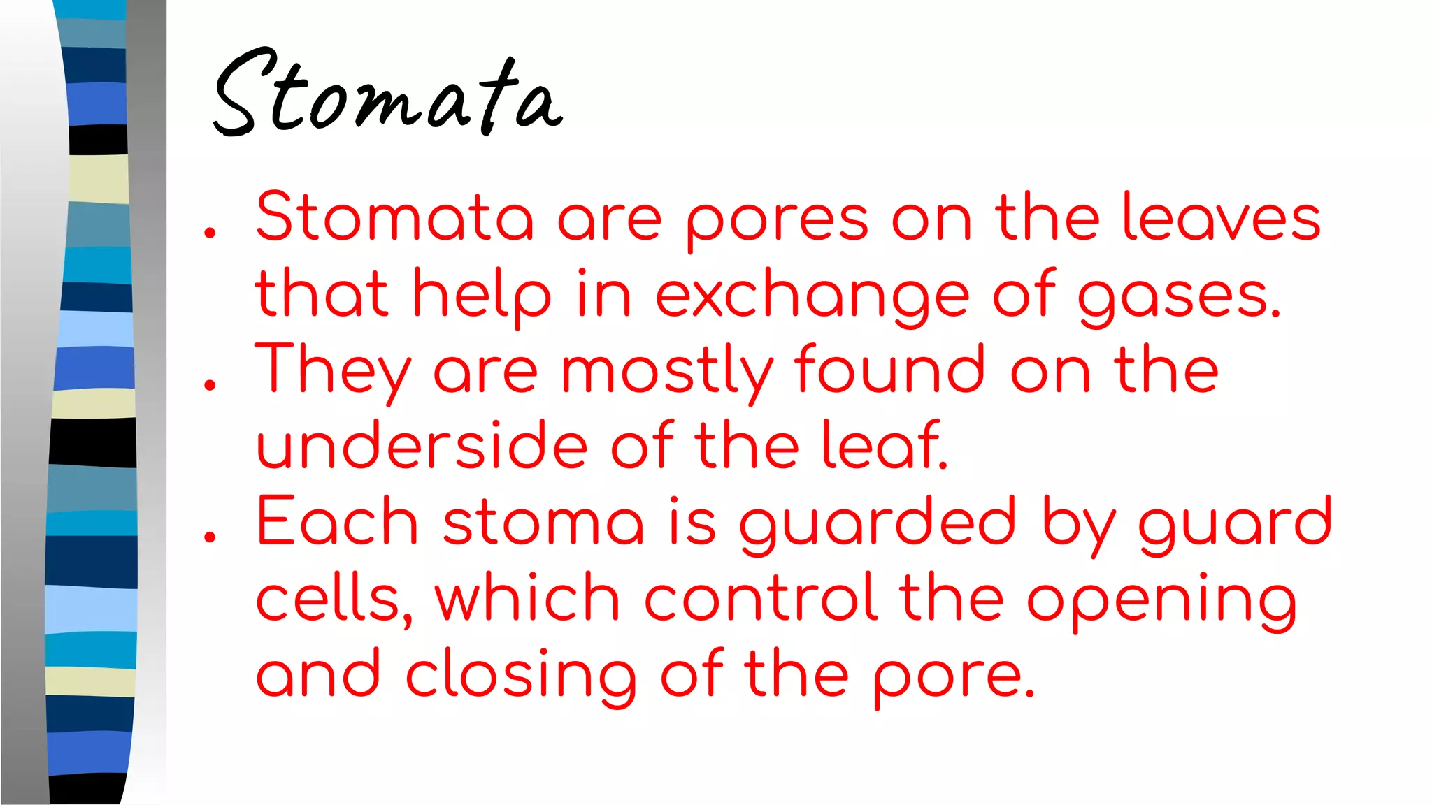 Stomata
● Stomata are pores on the leaves
that help in exchange of gases.
● They are mostly found on the
underside of the leaf.
● Each stoma is guarded by guard
cells, which control the opening
and closing of the pore.
 