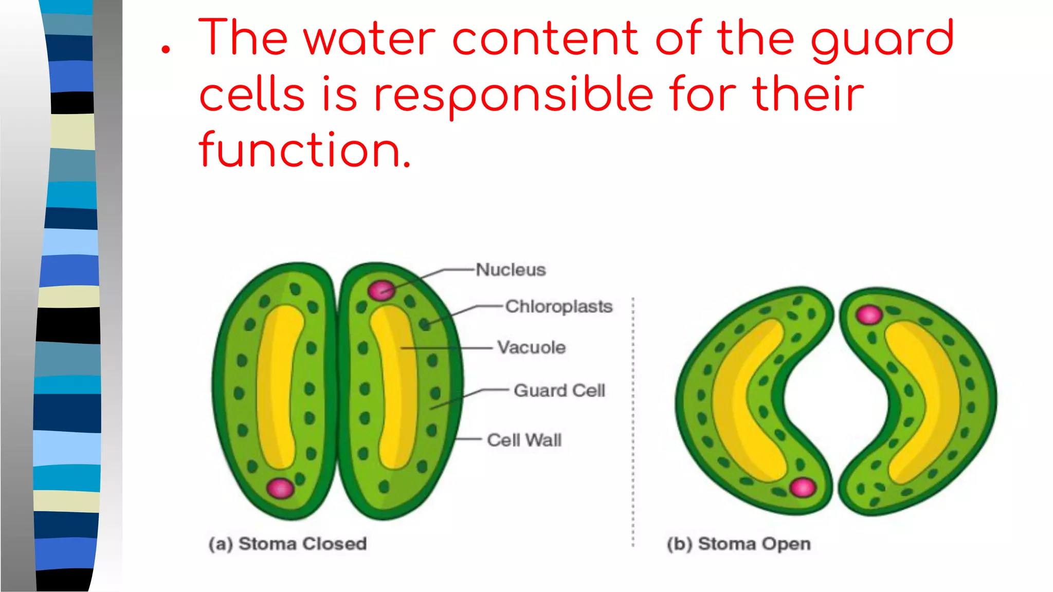 ● The water content of the guard
cells is responsible for their
function.
 