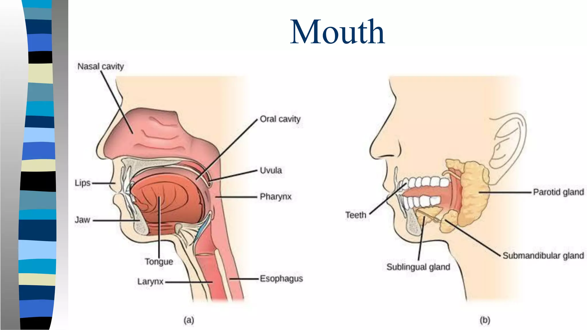 Mouth
 