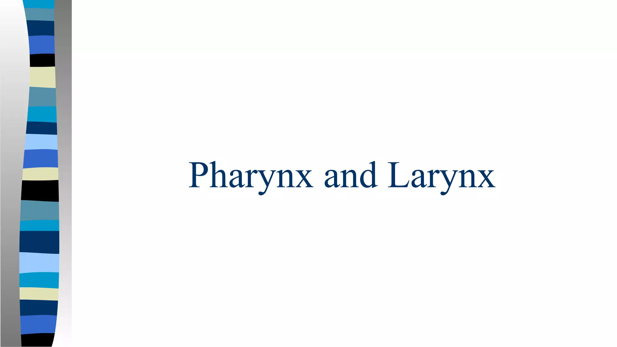 Pharynx and Larynx
 