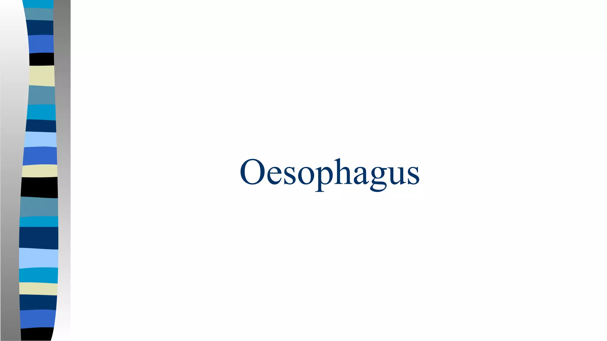 Oesophagus
 