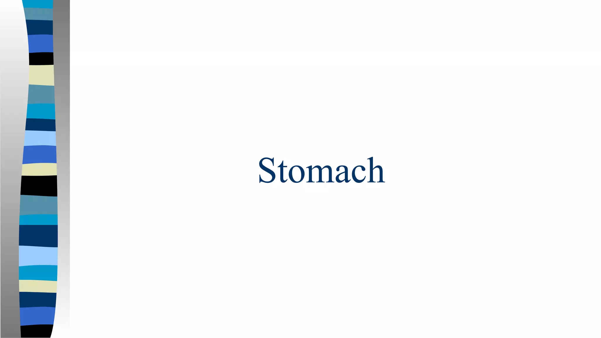 Stomach
 