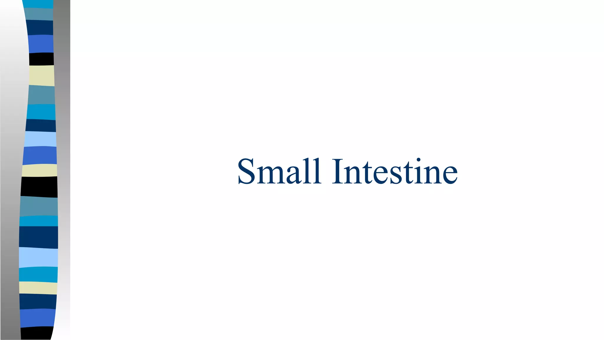 Small Intestine
 
