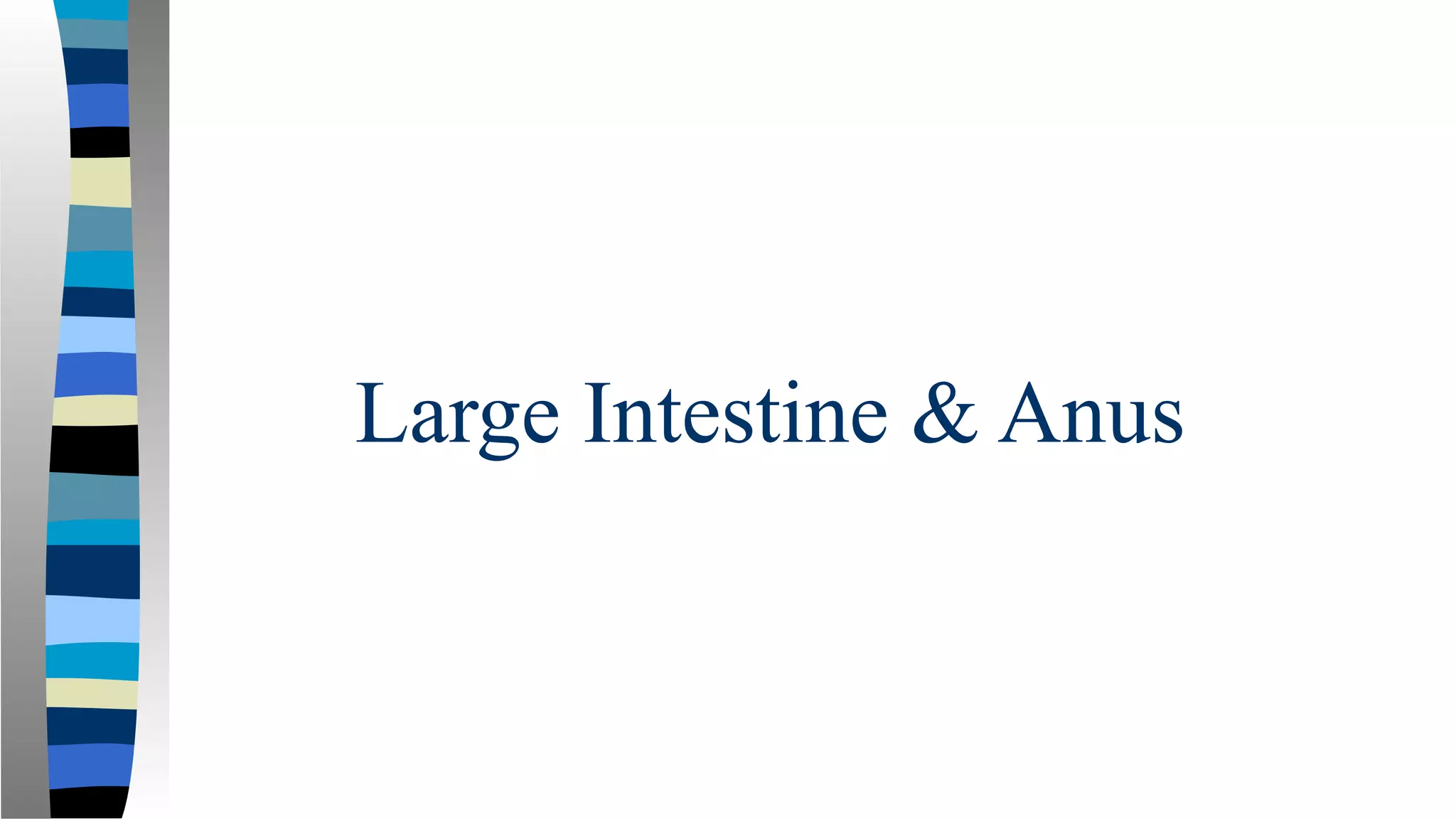 Large Intestine & Anus
 