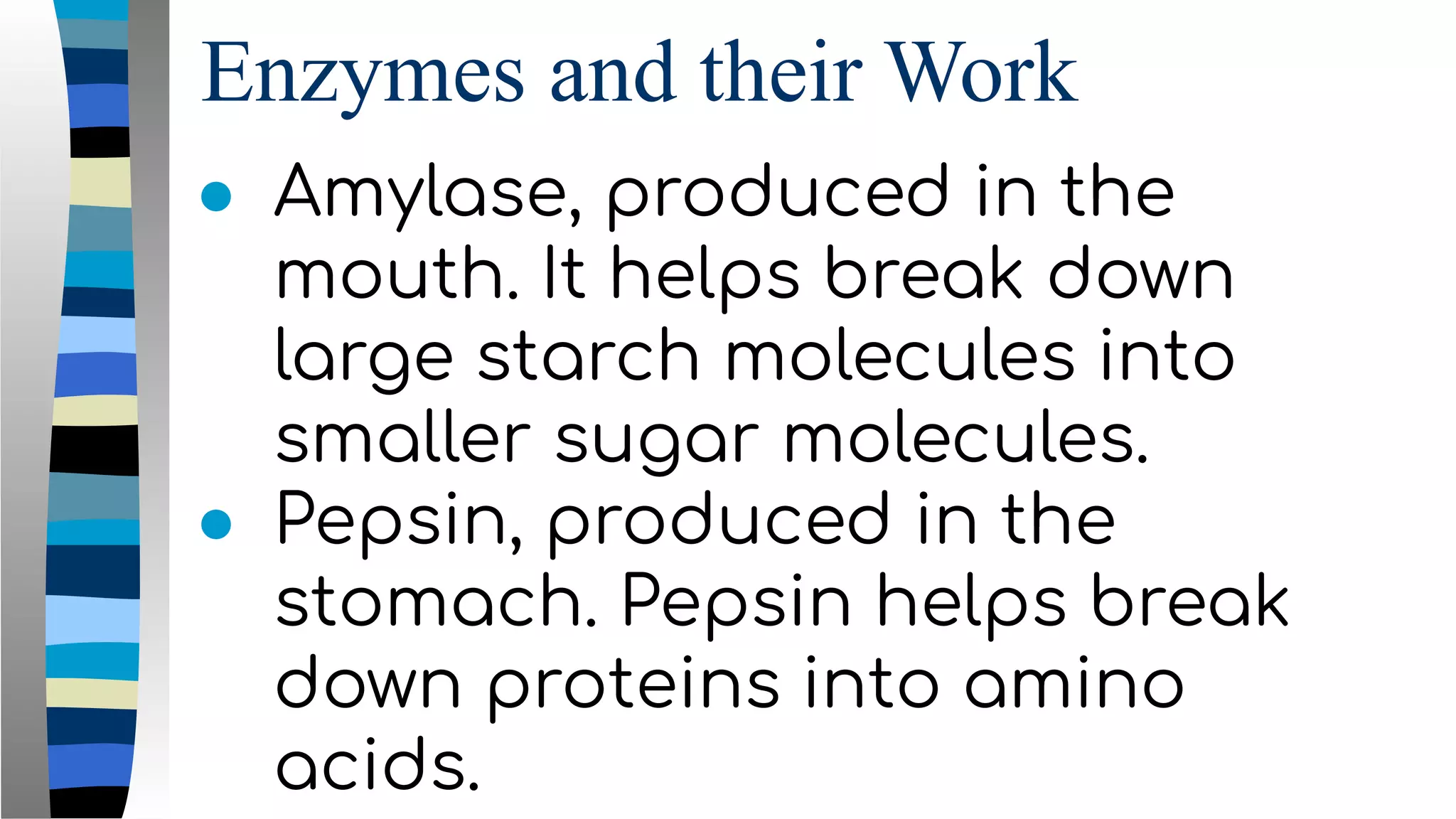 Enzymes and their Work
● Amylase, produced in the
mouth. It helps break down
large starch molecules into
smaller sugar molecules.
● Pepsin, produced in the
stomach. Pepsin helps break
down proteins into amino
acids.
 