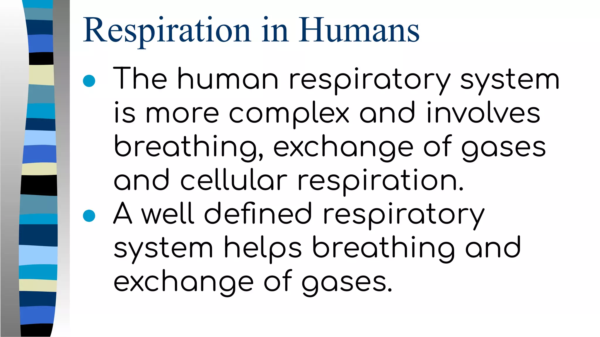 Respiration in Humans
● The human respiratory system
is more complex and involves
breathing, exchange of gases
and cellular respiration.
● A well deﬁned respiratory
system helps breathing and
exchange of gases.
 