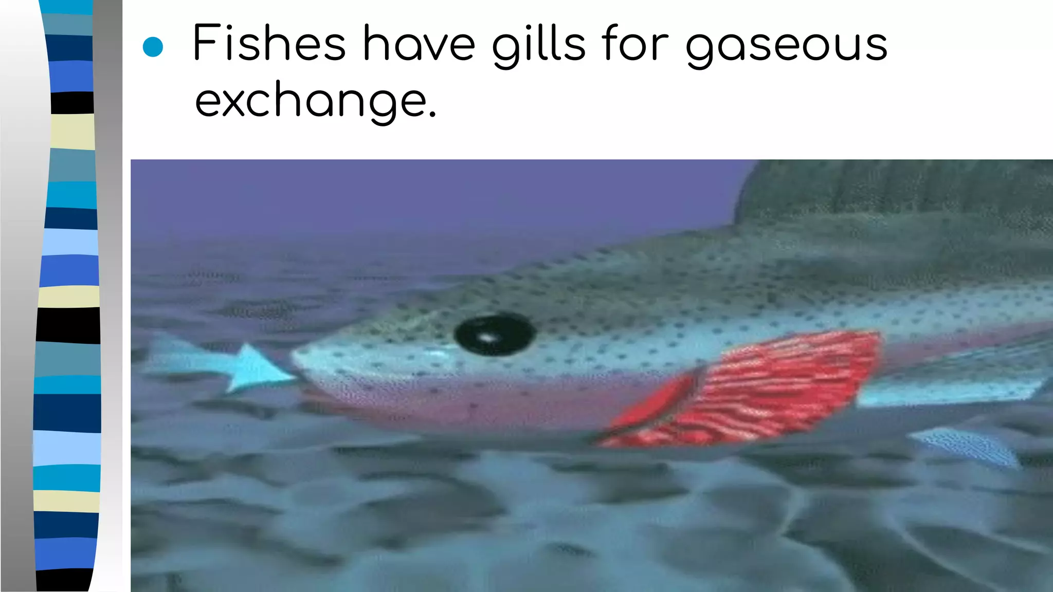 ● Fishes have gills for gaseous
exchange.
 