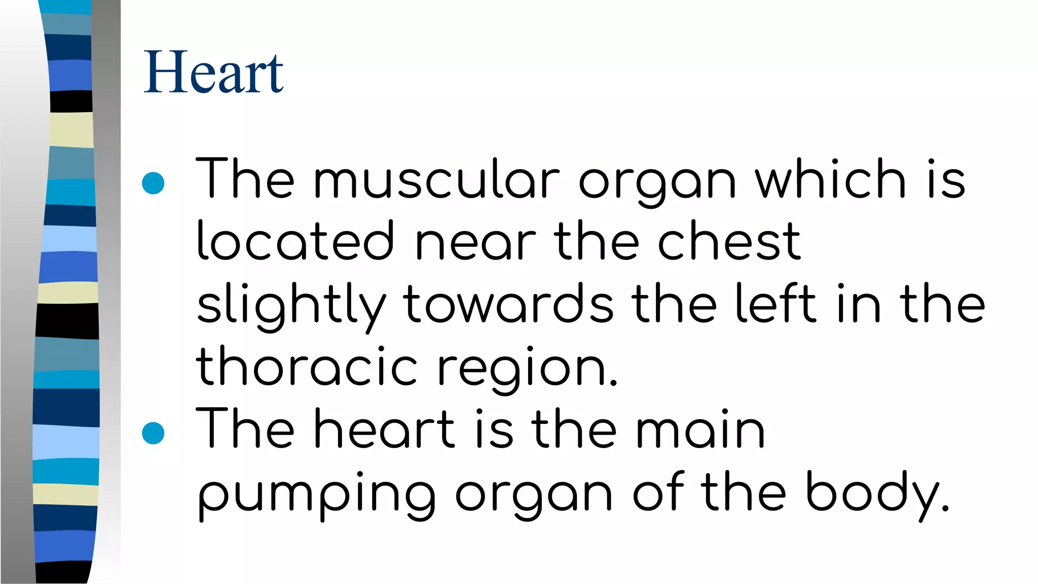 Heart
● The muscular organ which is
located near the chest
slightly towards the left in the
thoracic region.
● The heart is the main
pumping organ of the body.
 