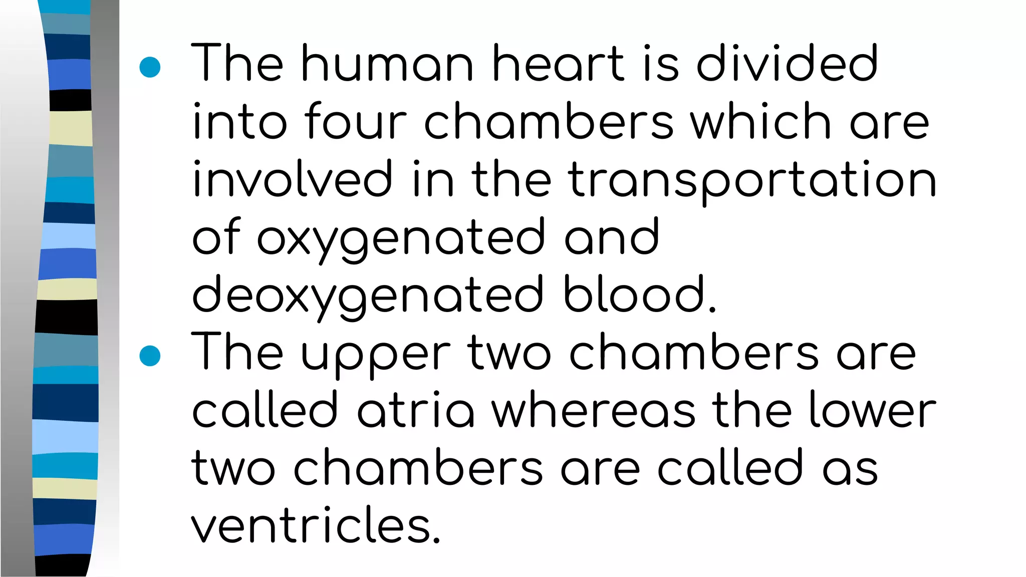 ● The human heart is divided
into four chambers which are
involved in the transportation
of oxygenated and
deoxygenated blood.
● The upper two chambers are
called atria whereas the lower
two chambers are called as
ventricles.
 