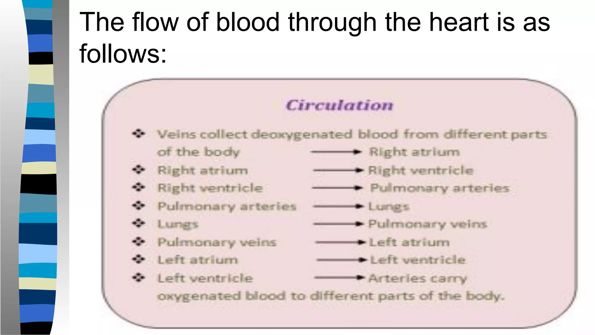 The flow of blood through the heart is as
follows:
 