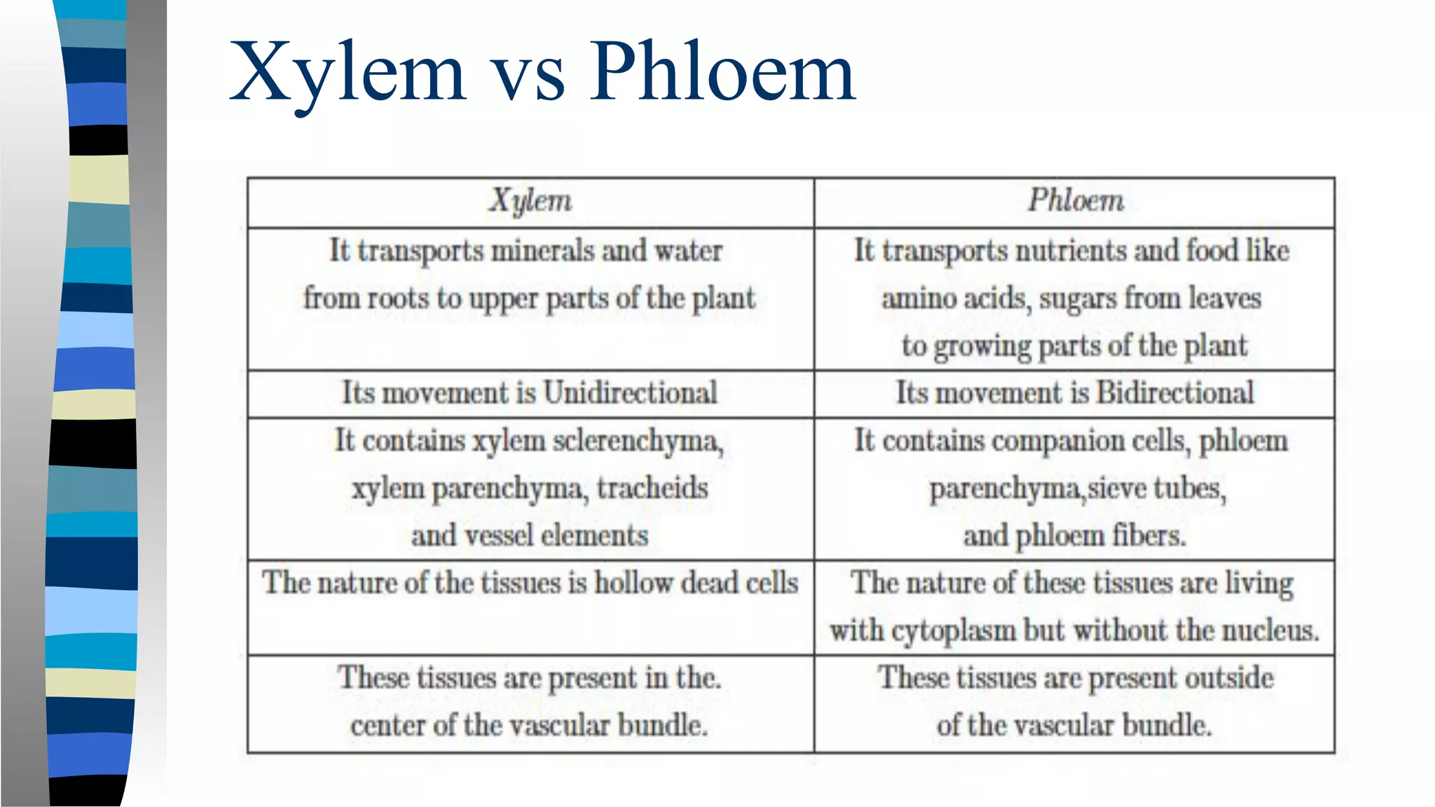 Xylem vs Phloem
 