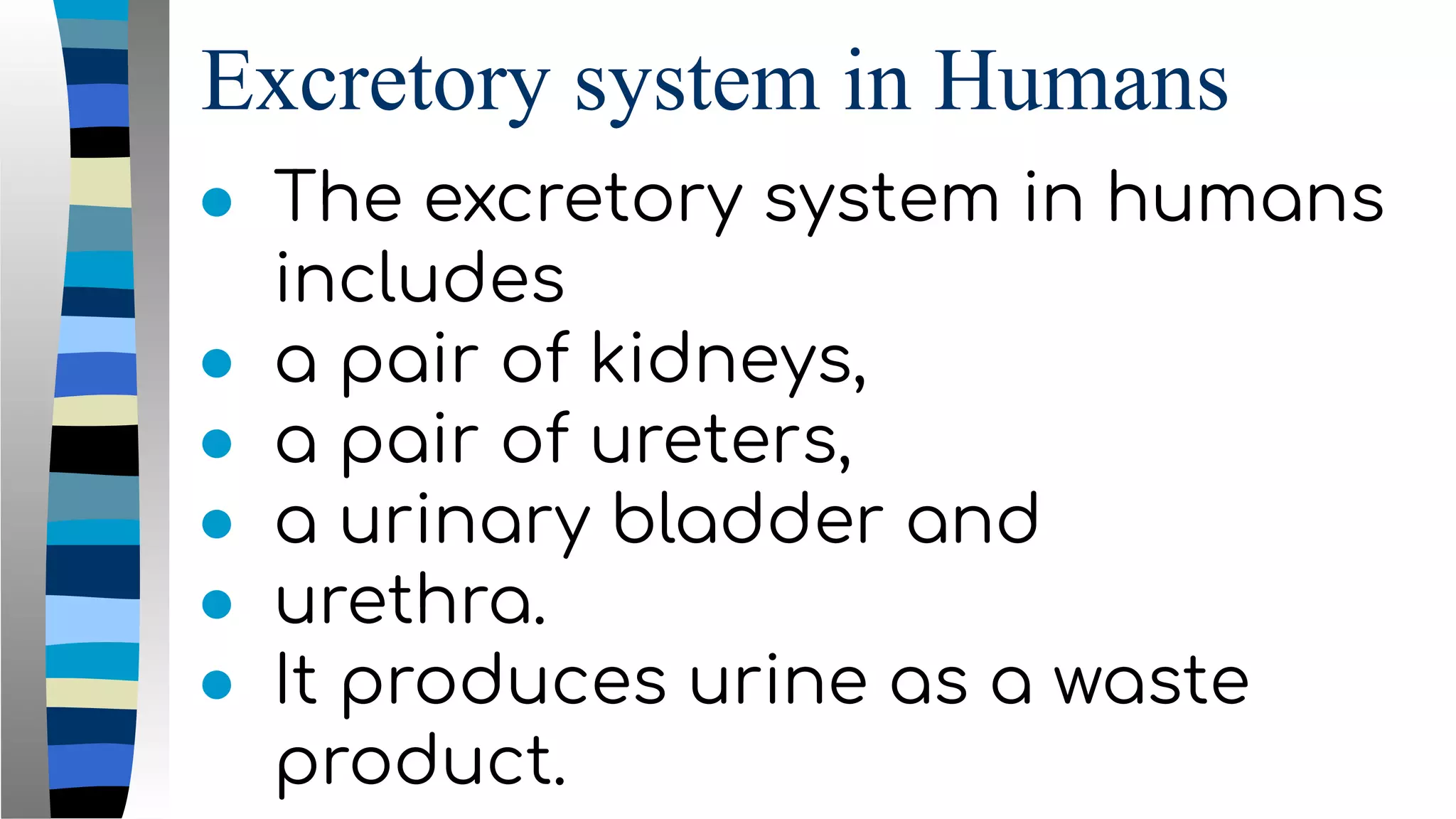 Excretory system in Humans
● The excretory system in humans
includes
● a pair of kidneys,
● a pair of ureters,
● a urinary bladder and
● urethra.
● It produces urine as a waste
product.
 