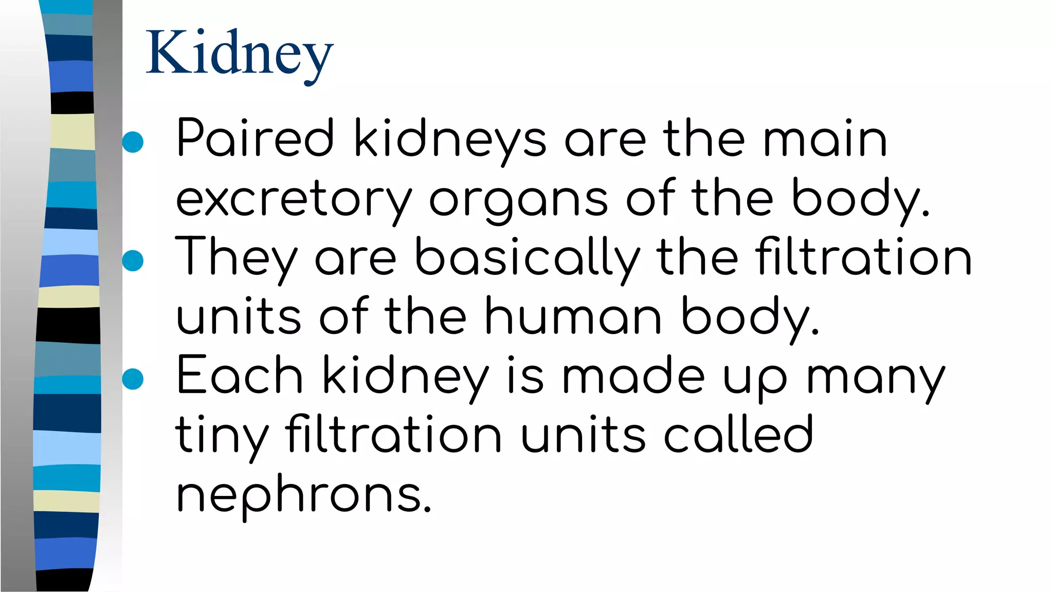 Kidney
● Paired kidneys are the main
excretory organs of the body.
● They are basically the ﬁltration
units of the human body.
● Each kidney is made up many
tiny ﬁltration units called
nephrons.
 