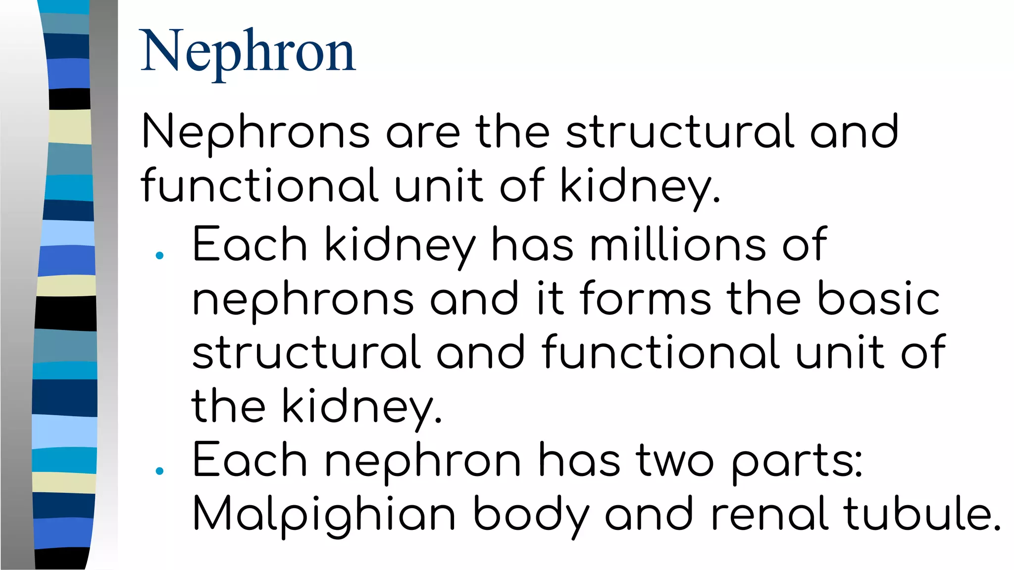 Nephron
Nephrons are the structural and
functional unit of kidney.
● Each kidney has millions of
nephrons and it forms the basic
structural and functional unit of
the kidney.
● Each nephron has two parts:
Malpighian body and renal tubule.
 