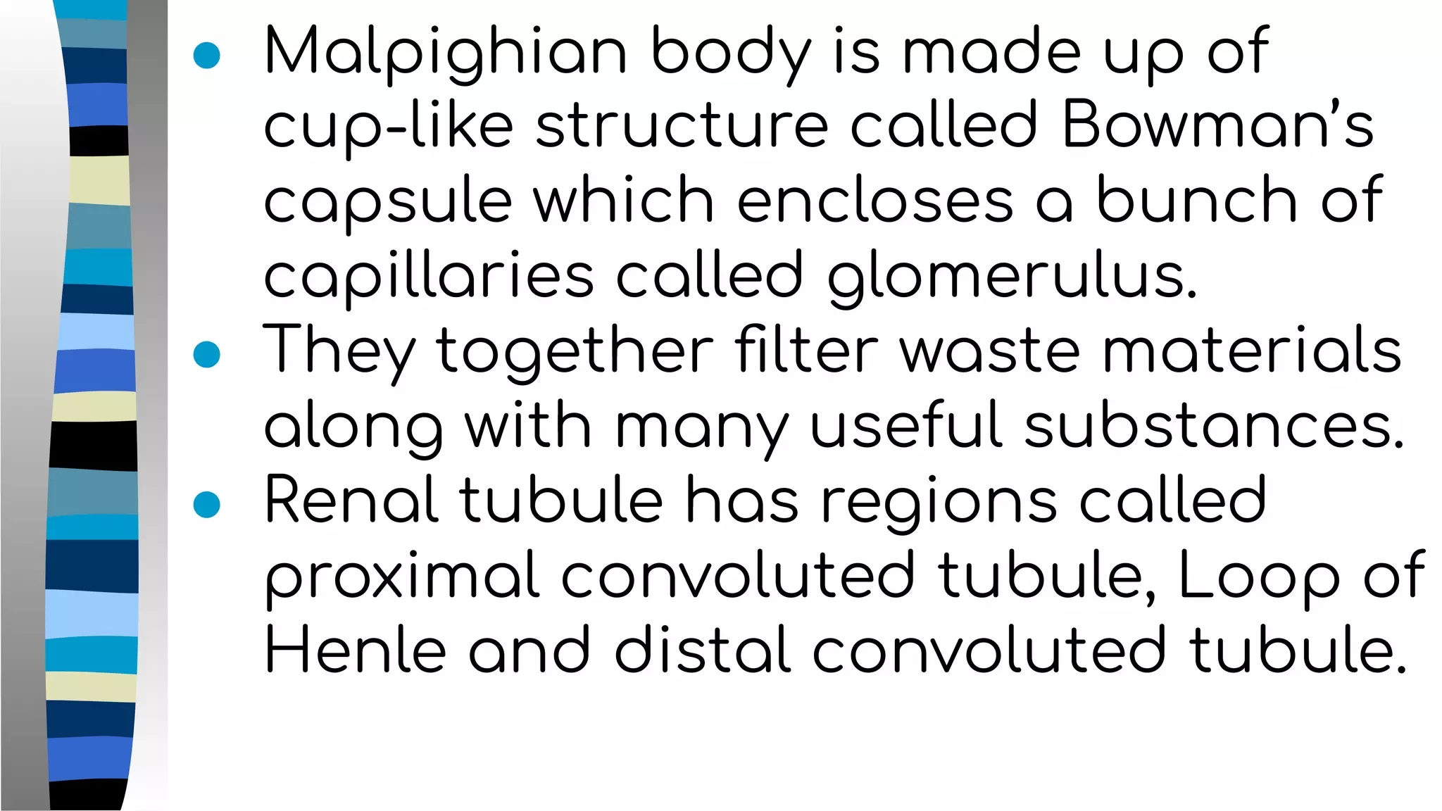 ● Malpighian body is made up of
cup-like structure called Bowman’s
capsule which encloses a bunch of
capillaries called glomerulus.
● They together ﬁlter waste materials
along with many useful substances.
● Renal tubule has regions called
proximal convoluted tubule, Loop of
Henle and distal convoluted tubule.
 