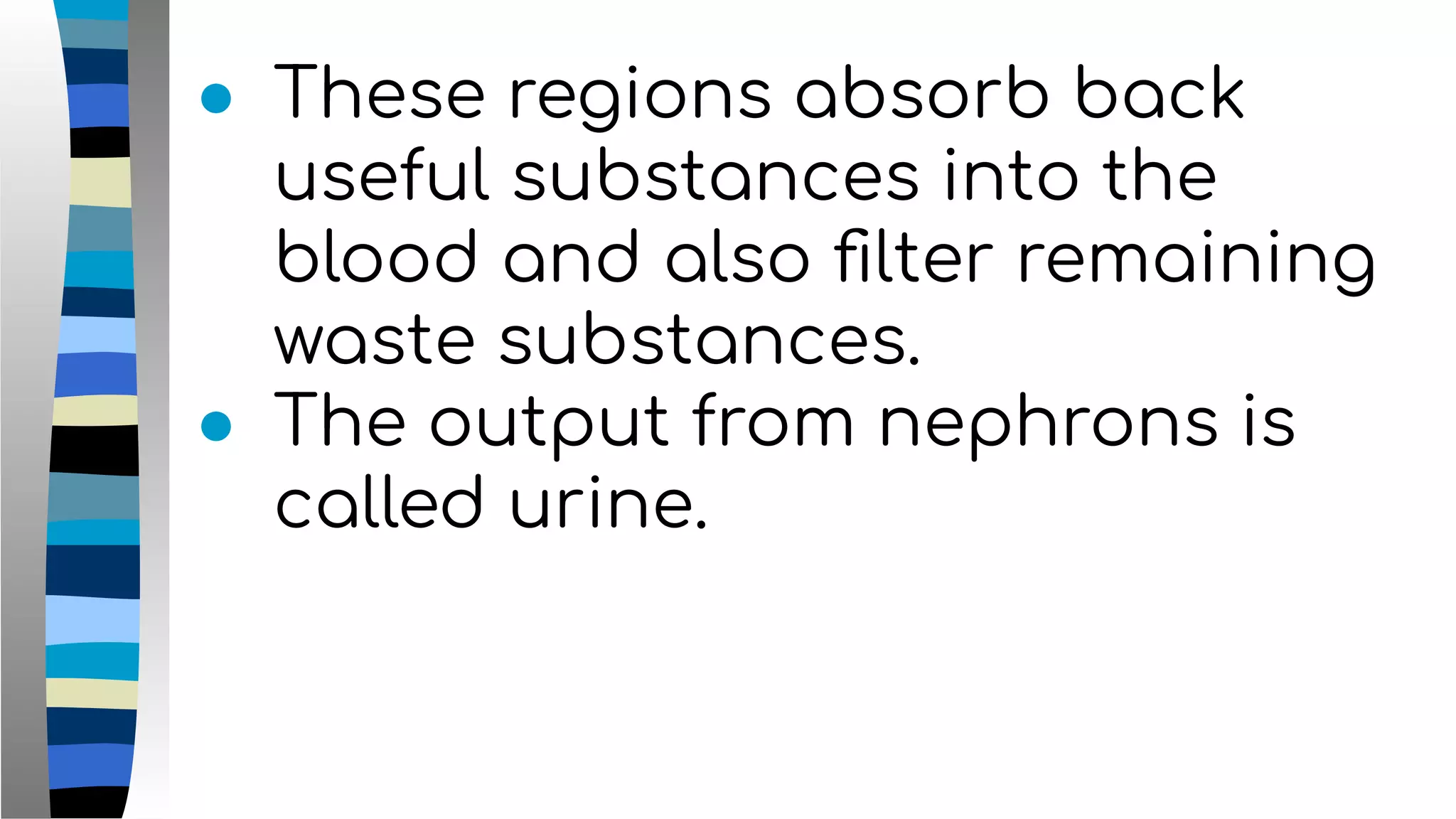 ● These regions absorb back
useful substances into the
blood and also ﬁlter remaining
waste substances.
● The output from nephrons is
called urine.
 