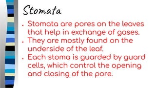 Stomata
● Stomata are pores on the leaves
that help in exchange of gases.
● They are mostly found on the
underside of the leaf.
● Each stoma is guarded by guard
cells, which control the opening
and closing of the pore.
 