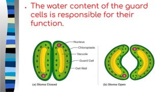 ● The water content of the guard
cells is responsible for their
function.
 