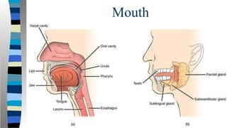 Mouth
 