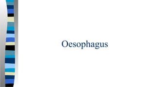 Oesophagus
 