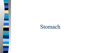Stomach
 