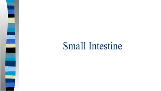 Small Intestine
 