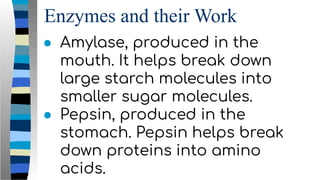 Enzymes and their Work
● Amylase, produced in the
mouth. It helps break down
large starch molecules into
smaller sugar molecules.
● Pepsin, produced in the
stomach. Pepsin helps break
down proteins into amino
acids.
 