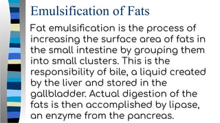Emulsification of Fats
Fat emulsiﬁcation is the process of
increasing the surface area of fats in
the small intestine by grouping them
into small clusters. This is the
responsibility of bile, a liquid created
by the liver and stored in the
gallbladder. Actual digestion of the
fats is then accomplished by lipase,
an enzyme from the pancreas.
 