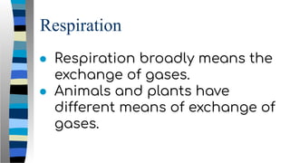 Respiration
● Respiration broadly means the
exchange of gases.
● Animals and plants have
different means of exchange of
gases.
 