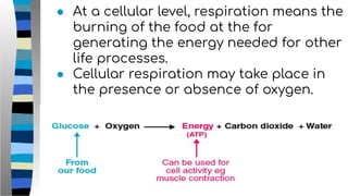 ● At a cellular level, respiration means the
burning of the food at the for
generating the energy needed for other
life processes.
● Cellular respiration may take place in
the presence or absence of oxygen.
 