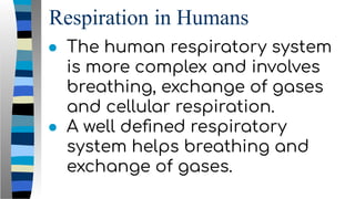 Respiration in Humans
● The human respiratory system
is more complex and involves
breathing, exchange of gases
and cellular respiration.
● A well deﬁned respiratory
system helps breathing and
exchange of gases.
 