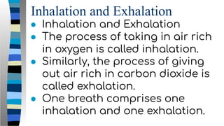 Inhalation and Exhalation
● Inhalation and Exhalation
● The process of taking in air rich
in oxygen is called inhalation.
● Similarly, the process of giving
out air rich in carbon dioxide is
called exhalation.
● One breath comprises one
inhalation and one exhalation.
 