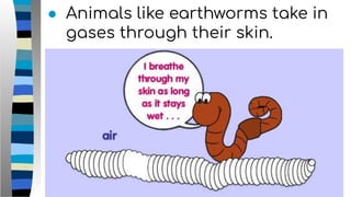 ● Animals like earthworms take in
gases through their skin.
 