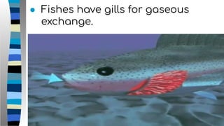 ● Fishes have gills for gaseous
exchange.
 
