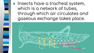 ● Insects have a tracheal system,
which is a network of tubes,
through which air circulates and
gaseous exchange takes place.
 