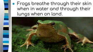 ● Frogs breathe through their skin
when in water and through their
lungs when on land.
 