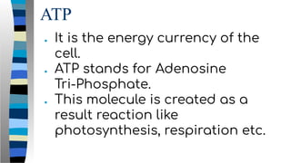 ATP
● It is the energy currency of the
cell.
● ATP stands for Adenosine
Tri-Phosphate.
● This molecule is created as a
result reaction like
photosynthesis, respiration etc.
 