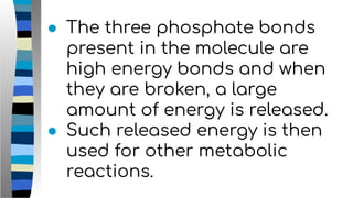 ● The three phosphate bonds
present in the molecule are
high energy bonds and when
they are broken, a large
amount of energy is released.
● Such released energy is then
used for other metabolic
reactions.
 