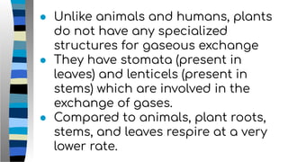 ● Unlike animals and humans, plants
do not have any specialized
structures for gaseous exchange
● They have stomata (present in
leaves) and lenticels (present in
stems) which are involved in the
exchange of gases.
● Compared to animals, plant roots,
stems, and leaves respire at a very
lower rate.
 