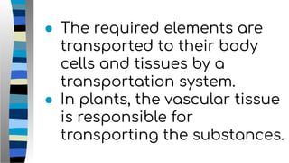 ● The required elements are
transported to their body
cells and tissues by a
transportation system.
● In plants, the vascular tissue
is responsible for
transporting the substances.
 