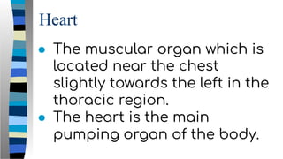 Heart
● The muscular organ which is
located near the chest
slightly towards the left in the
thoracic region.
● The heart is the main
pumping organ of the body.
 