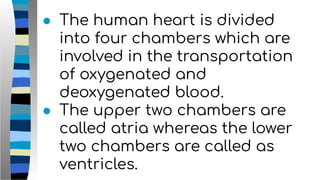 ● The human heart is divided
into four chambers which are
involved in the transportation
of oxygenated and
deoxygenated blood.
● The upper two chambers are
called atria whereas the lower
two chambers are called as
ventricles.
 