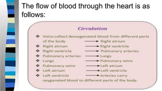 The flow of blood through the heart is as
follows:
 