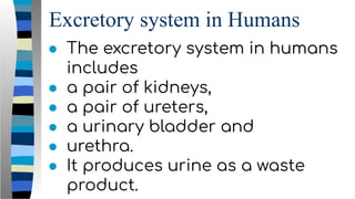 Excretory system in Humans
● The excretory system in humans
includes
● a pair of kidneys,
● a pair of ureters,
● a urinary bladder and
● urethra.
● It produces urine as a waste
product.
 