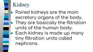 Kidney
● Paired kidneys are the main
excretory organs of the body.
● They are basically the ﬁltration
units of the human body.
● Each kidney is made up many
tiny ﬁltration units called
nephrons.
 