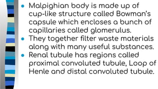 ● Malpighian body is made up of
cup-like structure called Bowman’s
capsule which encloses a bunch of
capillaries called glomerulus.
● They together ﬁlter waste materials
along with many useful substances.
● Renal tubule has regions called
proximal convoluted tubule, Loop of
Henle and distal convoluted tubule.
 