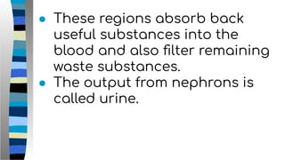 ● These regions absorb back
useful substances into the
blood and also ﬁlter remaining
waste substances.
● The output from nephrons is
called urine.
 
