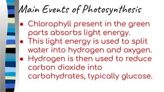 ● Chlorophyll present in the green
parts absorbs light energy.
● This light energy is used to split
water into hydrogen and oxygen.
● Hydrogen is then used to reduce
carbon dioxide into
carbohydrates, typically glucose.
Main Events of Photosynthesis
 