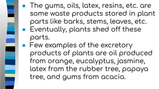 ● The gums, oils, latex, resins, etc. are
some waste products stored in plant
parts like barks, stems, leaves, etc.
● Eventually, plants shed off these
parts.
● Few examples of the excretory
products of plants are oil produced
from orange, eucalyptus, jasmine,
latex from the rubber tree, papaya
tree, and gums from acacia.
 